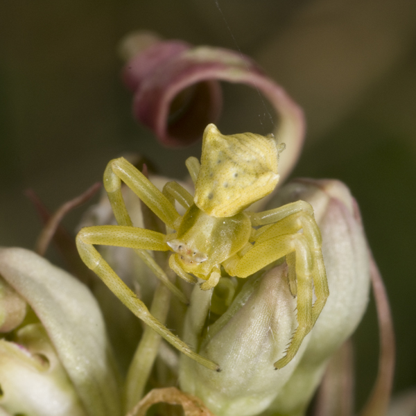 Thomisus onustus